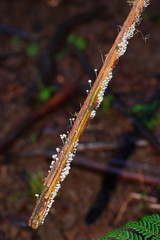 Mycena albidocapillaris
