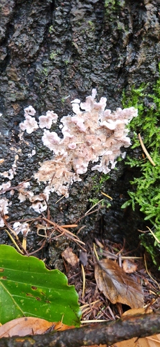 Chondrostereum purpureum, 2026-10-28