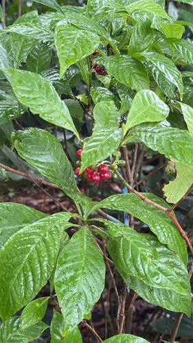 Psychotria observed 2026-10-28