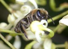 Leioproctus amabilis