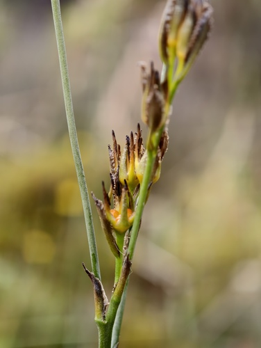 Haemodorum paniculatum (Haemodorum paniculatum)