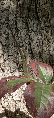 Anolis carolinensis observed 2026-10-28
