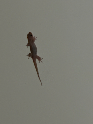 Gehyra mutilata observed 2026-10-28