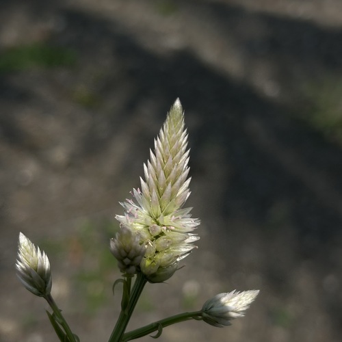 Celosia argentea observed 2026-10-28