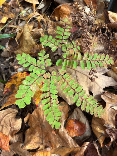 Adiantum observed 2026-10-28