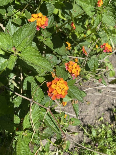 Lantana camara observed 2026-10-28