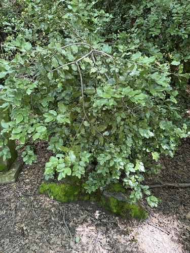 Cryptocarya observed 2026-10-28