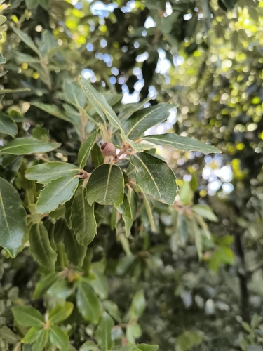 Ilex observed 2026-10-28