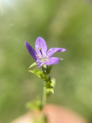 Triodanis perfoliata observed 2026-10-28