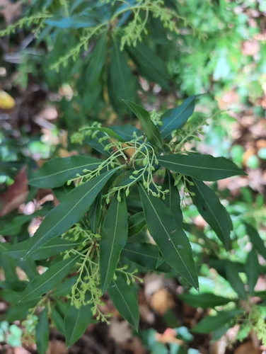 Pieris japonica observed 2026-10-28