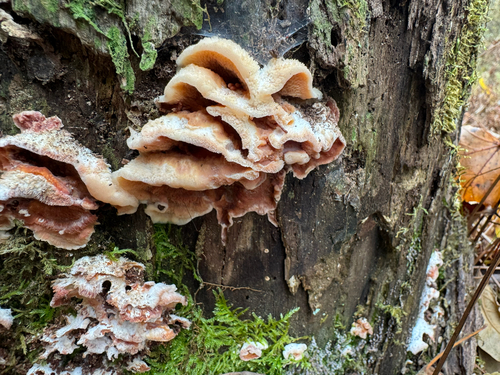Phlebia tremellosa observed 2026-10-28