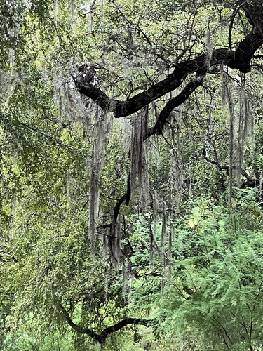 Tillandsia usneoides observed 2026-10-28