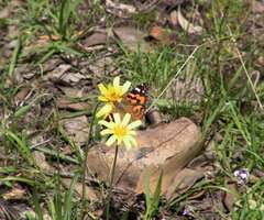 Microseris scapigera