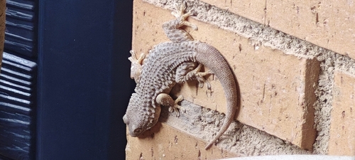 Gekko observed 2026-10-28
