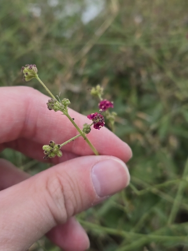 Boerhavia observed 2026-10-28