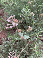 Tripterocalyx carneus