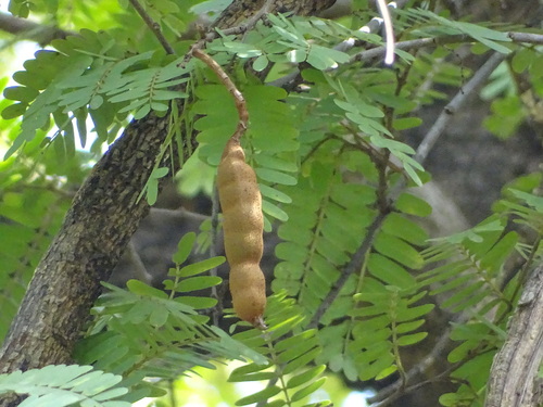 Tamarindus indica observed 2026-10-27