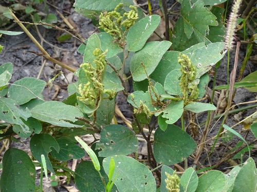 Desmodium observed 2026-10-27
