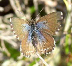 Theclinesthes serpentata serpentata