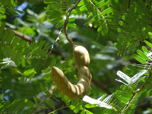 Tamarindus indica observed 2026-10-27