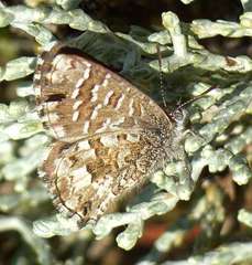 Theclinesthes serpentata serpentata