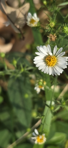 Symphyotrichum pilosum, 2026-10-28