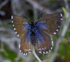 Theclinesthes serpentata serpentata