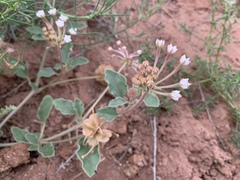 Tripterocalyx carneus