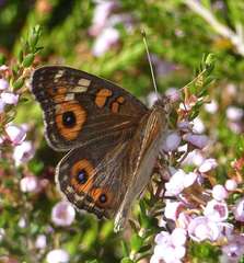 Junonia villida calybe