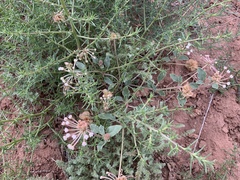 Tripterocalyx carneus