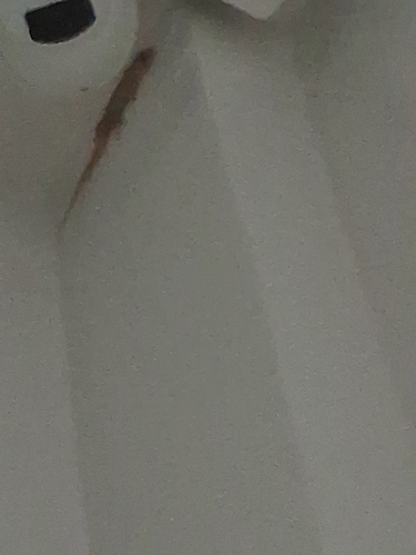 Hemidactylus frenatus observed 2026-10-28