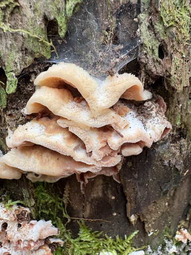 Phlebia tremellosa observed 2026-10-28