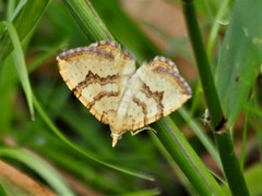 Chrysolarentia correlata