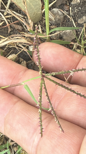 Panicum observed 2026-10-28