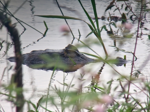 Caiman crocodilus observed 2026-10-28