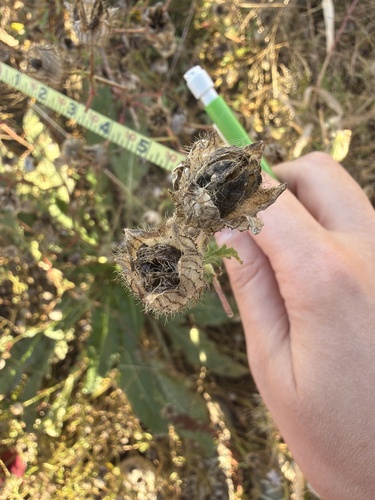 Hibiscus observed 2026-10-28