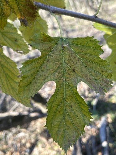 Morus alba observed 2026-10-28