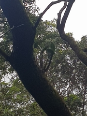Dendrobium speciosum hillii