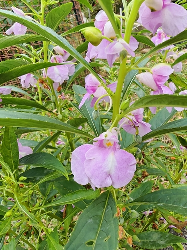 Impatiens balsamina observed 2026-10-28