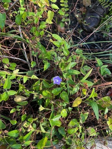 Abbreviata observed 2026-10-26