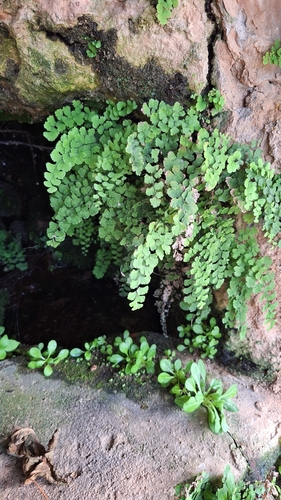 Adiantum diaphanum observed 2026-10-28