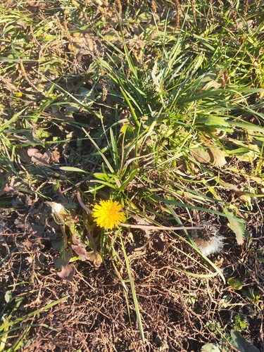 Taraxacum officinale observed 2026-10-28