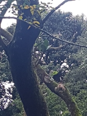 Dendrobium speciosum hillii