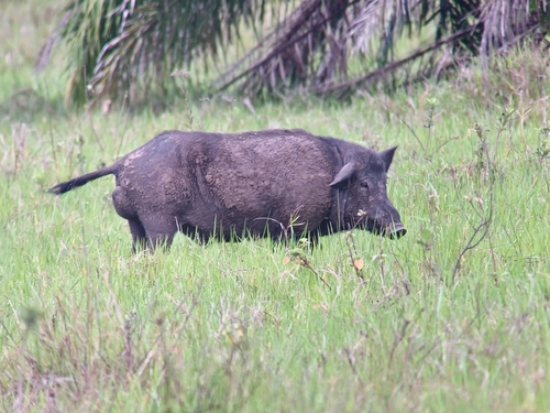 Sus scrofa observed 2026-10-28