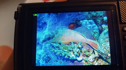 Epinephelus observed 2026-10-28