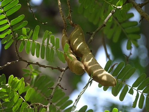 Tamarindus indica observed 2026-10-27