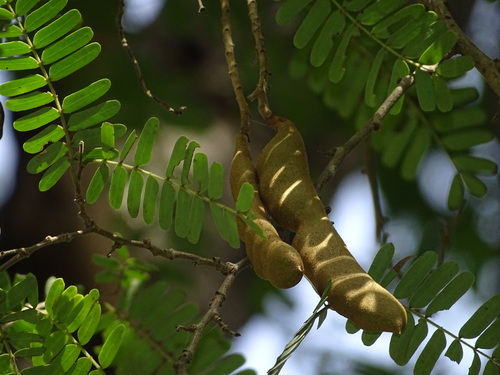 Tamarindus indica observed 2026-10-27