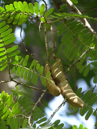 Tamarindus indica observed 2026-10-27