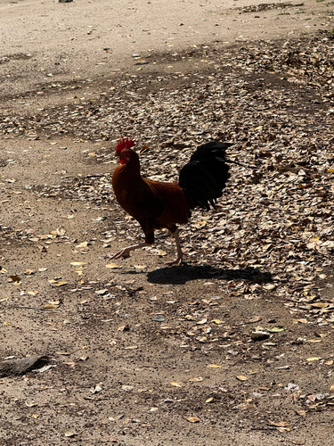 Gallus gallus observed 2026-10-28