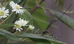 Certonotus nitidulus